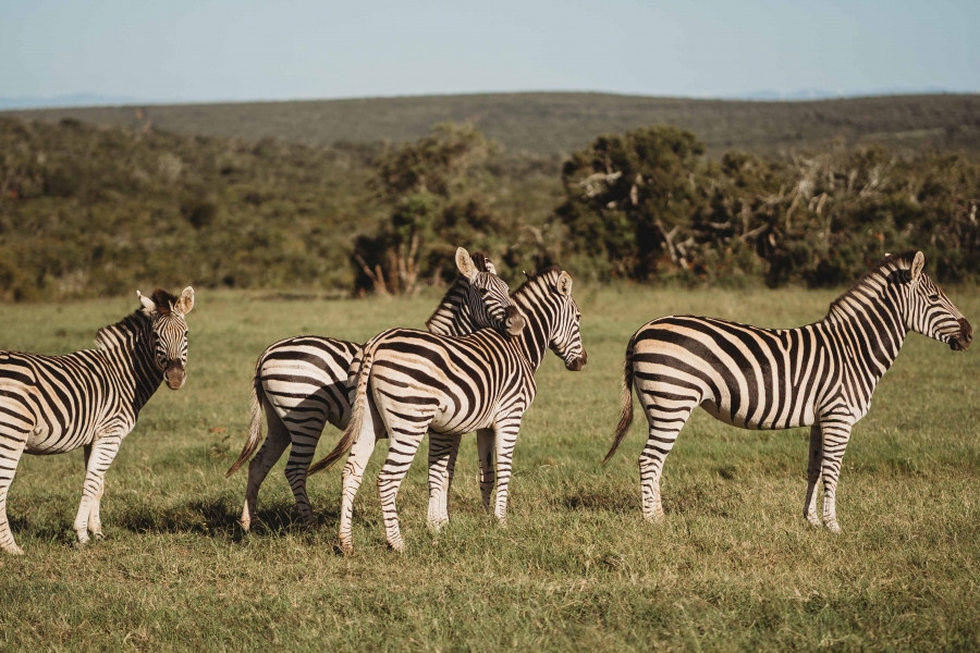 FIH Fotografie » Zuid Afrika